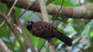 Ocellated Antbird | Phaenostictus mcleannani