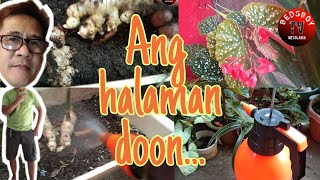 Home Plants,Ang Probinsyano na Plantito.