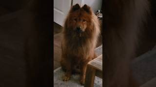 Pomeranian wants Chowchow's treat #pets #pomeranian #chowchow #animals