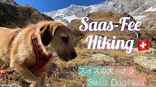 SAAS-FEE Switzerland Hiking 🇨🇭with dog |スイスのサースフェーでハイキング