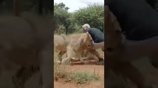 LION REUNITED WITH THEIR OLD FRIEND.