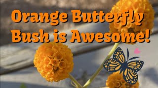 Orange Butterfly Bush is Awesome!