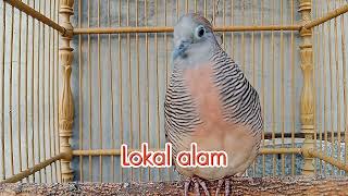 PIKAT PERKUTUT LOKAL ALAM