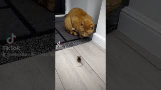 🐈 Ginger the perfect useless cat!!! 🐱 and his mouse friend!! #diy #funny #animals Motanul Ghimbir