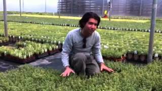 Paul Goes Shopping for the 2013 Plant Sale - Herbs