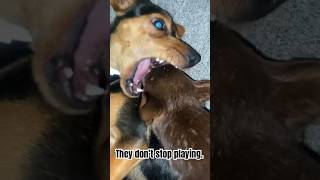 Reese and his cousin never stop messing with each other. #dogs #doglover #dogs #shortvideo #shorts