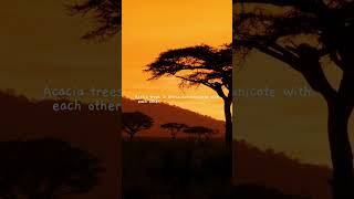 Acacia trees in Africa communicate with each other #amazingfacts #tree #talk #facts #africa