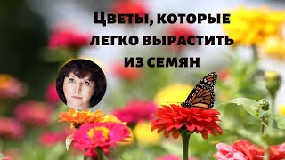 Цветы, которые легко вырастить из семян