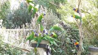 Feeding Rainbow Lorikeets at Cleland Park near Adelaide, South Australia