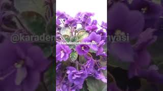 Afrika menekşesi (africaviolets) güzellikleri #flowers#plants#afrikamenekşesi #africanviolets