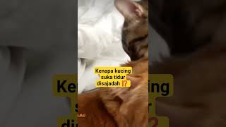 Kenapa kucing suka tidur disajadah ⁉️ #kucinglucu #kucingimut #shortsfeed