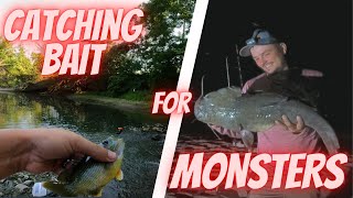 Fishing for FLATHEADS! (and bait)