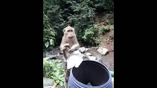 Si Monyet lagi asik makan 🐒 #monyet #lucu #hewan #binatang #zafvideo