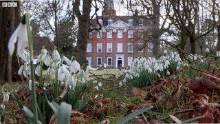 Snowdrops at Welford Park (Home of The Great British Bake Off)