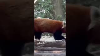 Red panda climbing a tree| Red panda shorts | wildlife shorts #wildlifesighting #ytshortsindia