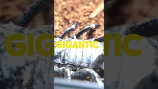 Giant scorpion | full video👆🏻