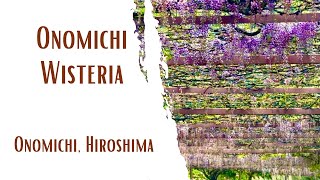 尾道の藤 Onomichi wisteria