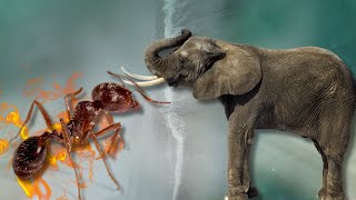 Ant vs Elephant