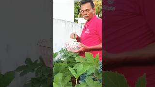 small vegetable farm house #youtubeshorts #funny #youtube #comedy #food #avsofficials #music #foodie