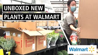 I UNBOXED All the New Plants at Walmart! Cebu Blue, Hoya Krimson Princess, Manjula, & More!