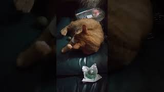 OMG. HE LOVES CAT NIP BALLS. LOL. PLEASE LIKE AND SUBSCRIBE.