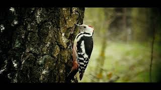 Middle spotted woodpecker