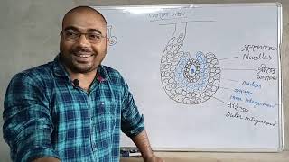 7. ডিম্বকের গঠন structure of ovule, biology Class12 Ch2