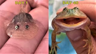 Tadpole to Frog | Clown Frog [Episode 2]