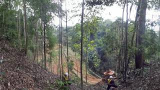 360 VIDEO Sustainable Logging