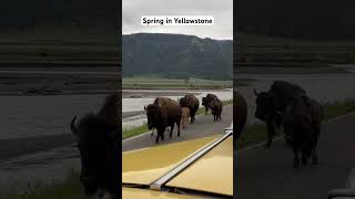 Spring in Yellowstone