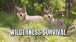 【Camojojo】Wilderness Survival: Ten Points for Self-Rescue When Encountering a Wolf Pack