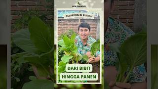 Cara menanam bibit sawi caisim hingga panen #berkebun #berkebundirumah #sawi #tanamsayur