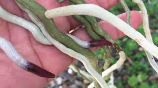 Orchid Root Growth