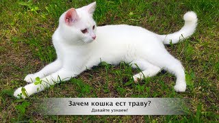 ЗАЧЕМ КОШКА ЕСТ ТРАВУ ?