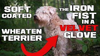 The IRON FIST in a VELVET GLOVE - Soft Coated Wheaten Terrier - Animal a Day