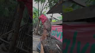 Badan boleh kecil tapi IQ-nya jangan #pamaiq #ayam