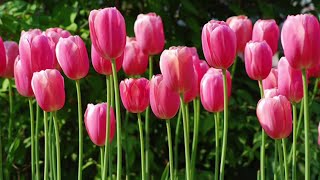 The Life Cycle of Tulips | Modern Agricultural Cultivation and Harvesting of Dutch Tulips