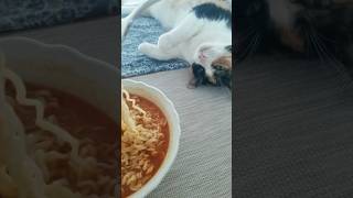 Hot & Spicy Noodles plus Curious Cat #shorts