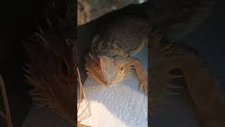 Adorable Bearded Dragon!