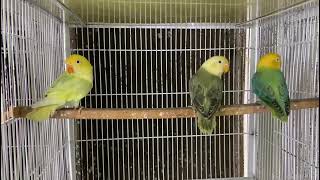 aqua face opline #lovebirds #petlover