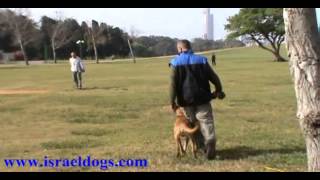 Israeldogs Thai- vpg2 (schutzhund/ipo) trial