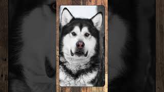 Alaskan Malamute, Breed Spotlight Shorts #canineenrichment #doglover #dog #caninebehavior #pets