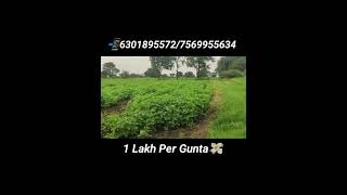 low price 15 Guntas Agriculture land @ 1lakhs #agriculturelandforsale #lowpriceland #narayankhed