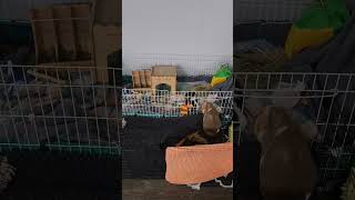 cute guinea pigs at home #animals #youtubeshorts  #pets