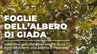 Come capire il Problema dell’ALBERO DI GIADA dalle foglie