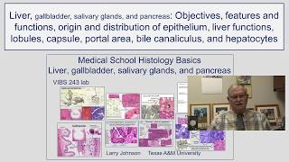 Liver- Objectives, features & functions, origin and distribution of epithelium, liver functions