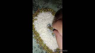 chawal 🍚aur moong se beautiful 😍heart❤shape bnana #🫶🤍💚# ideas# trending 🔥# ytshorts