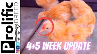 FIVE WEEK OLD BUFF ORPINGTON CHICKENS UPDATE