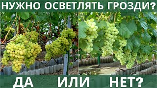 Осветление гроздей винограда! НУЖНО или НЕ НУЖНО это делать?