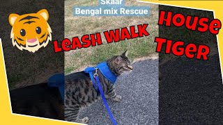 Bengal Mix CAT Enrichment Walk